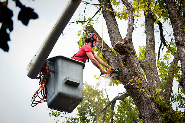 Reliable Interlaken, CA Tree Removal and Landscaping Services Solutions